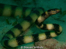 Sea snake close up. by Steven Withofs 